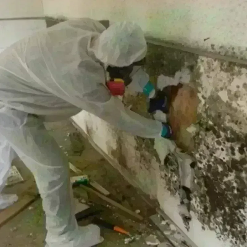 Mold Remediation and Removal in Wilbarger County, TX